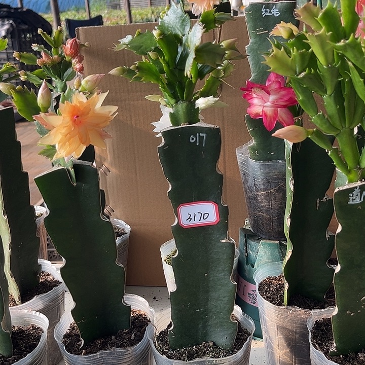 鲸***~当前无花栽培后可以开花017