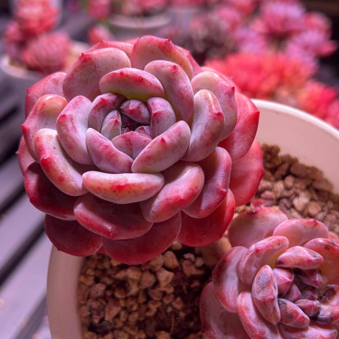 不****露养老桩星影多肉植物