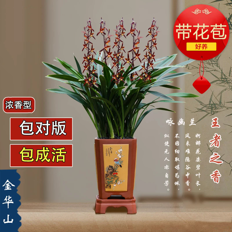 带花苞金嘴墨兰金华山原盆土好养金边兰花大型客厅盆栽年宵花