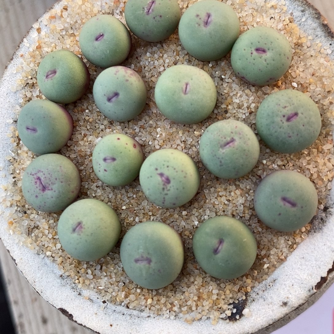 27154小红嘴一组。     