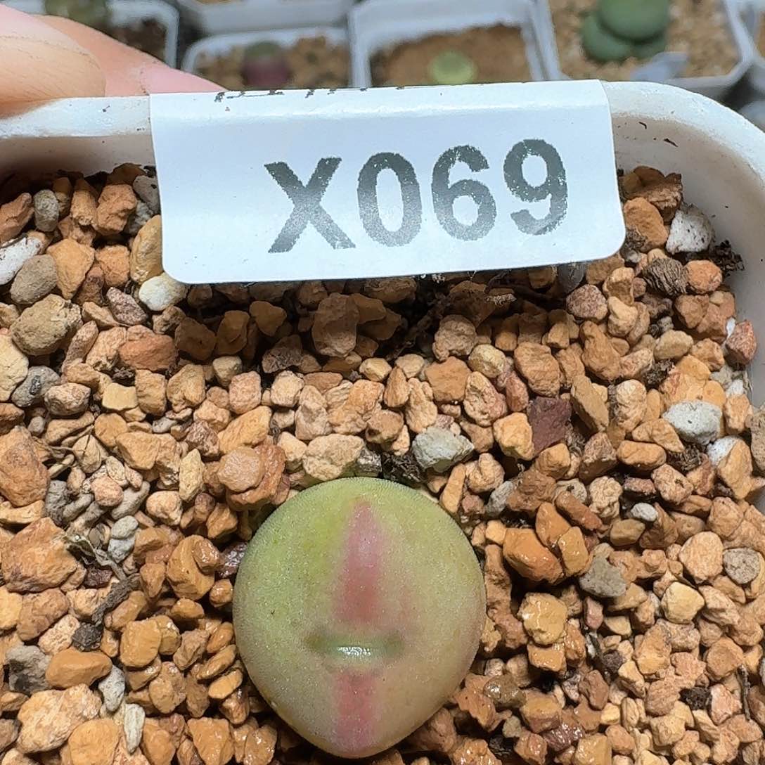 红*颜069盒多肉植物哇f gv