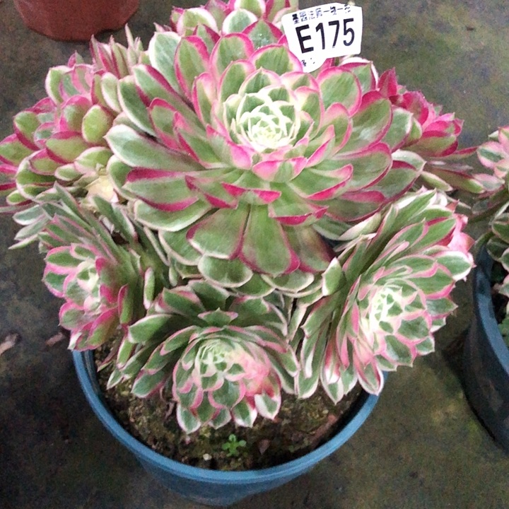 孔雀领多肉175000000000