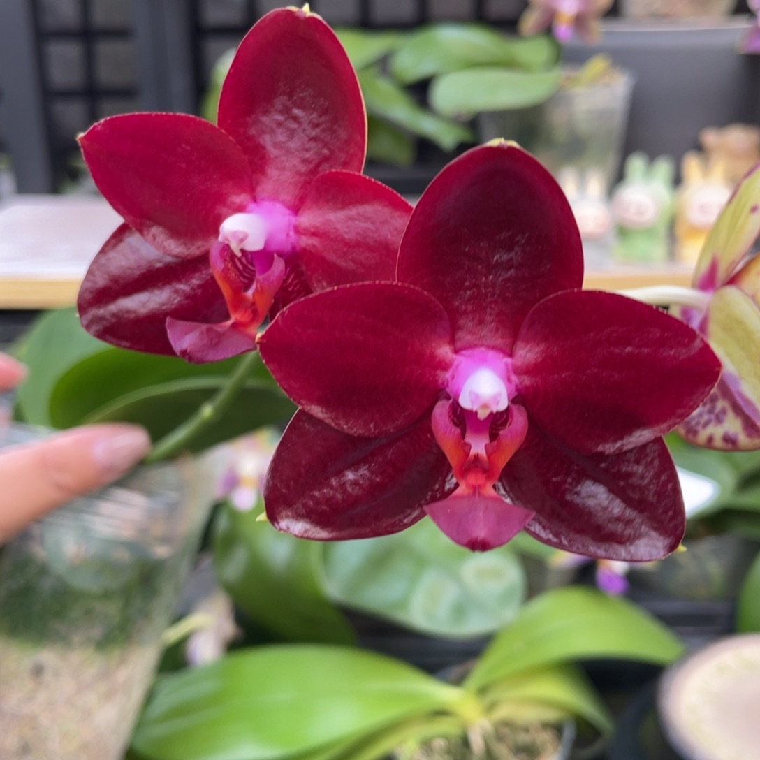 完全开放弥陀国王3.5寸