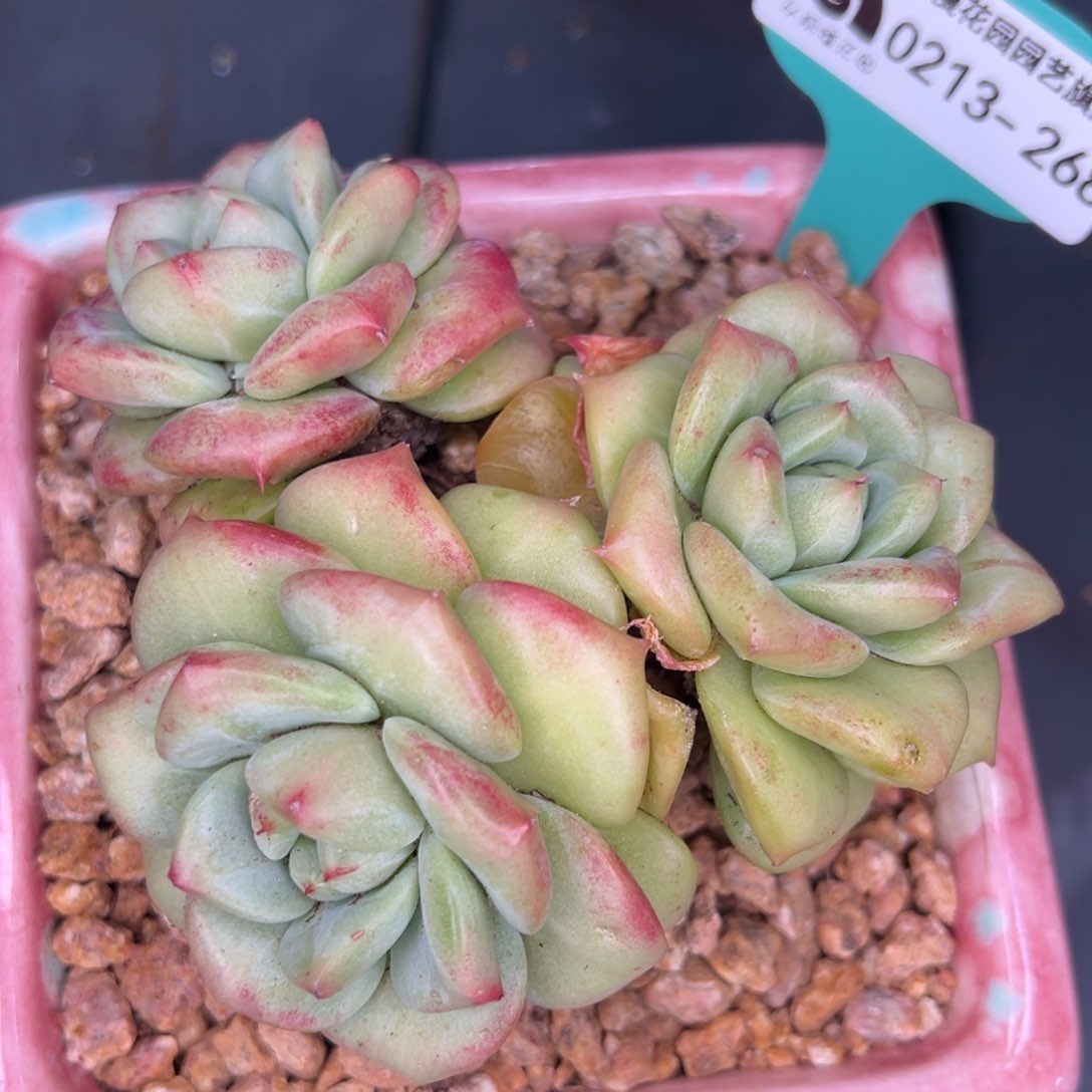 从前慢多肉精选编号0213.268