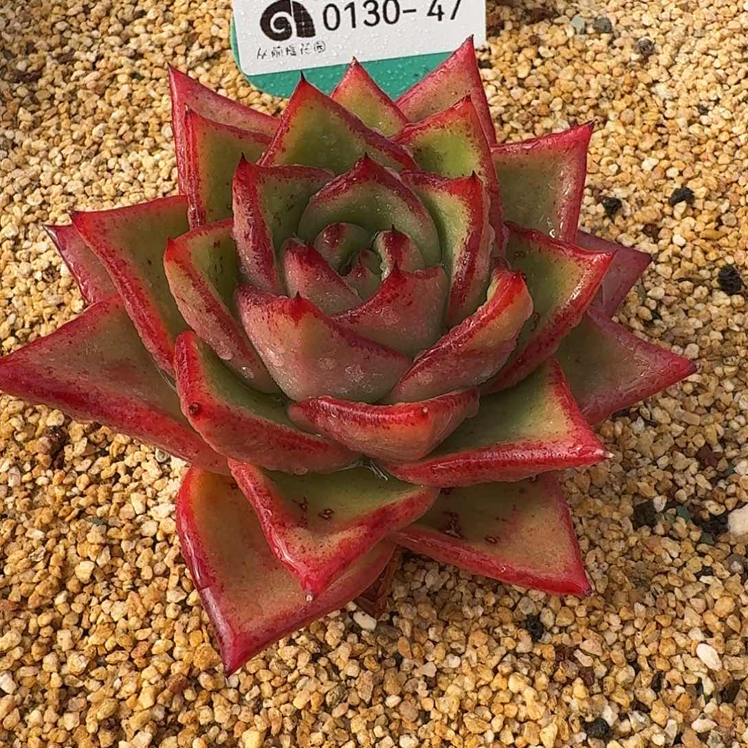 从前慢花园多肉0130-47