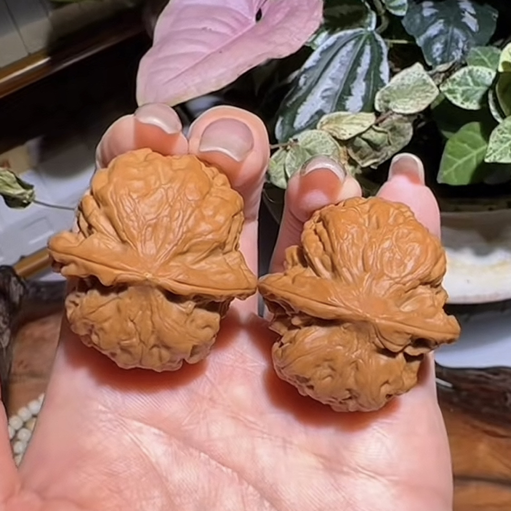 方樽金钟 高端野生小众 骨质之王