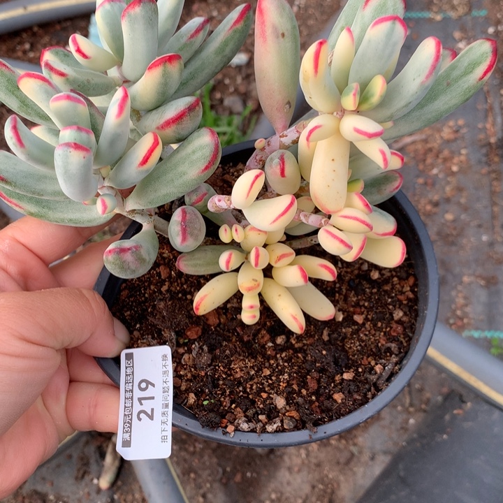 无花朵棒叶福娘锦219