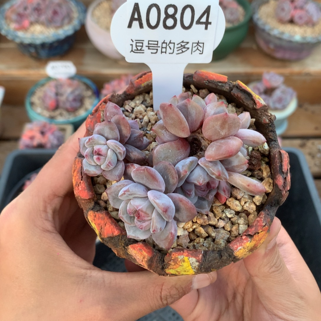 解***忧A0804 石榴籽 有砍 8cm