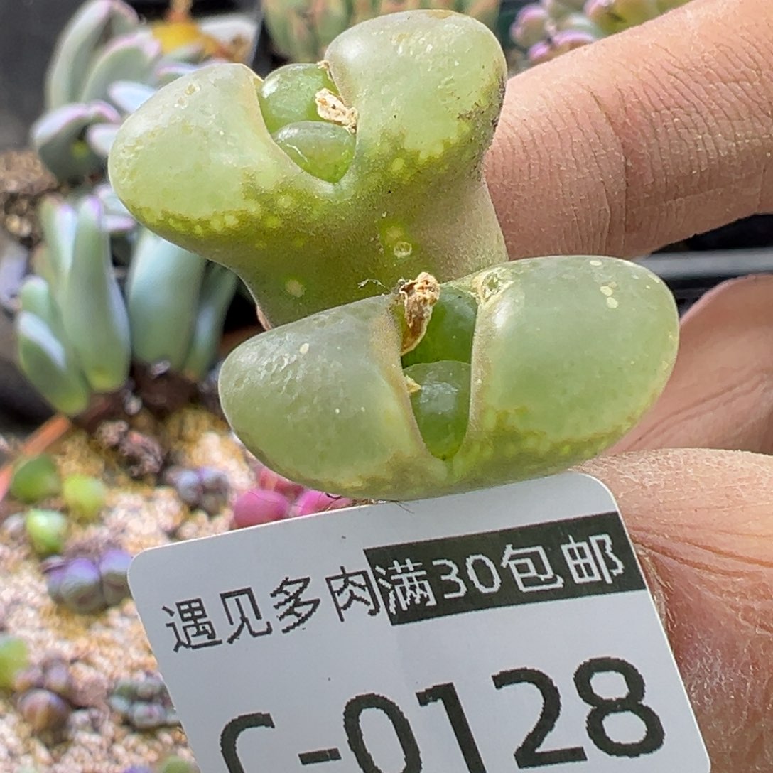 多肉植物1111111111111111