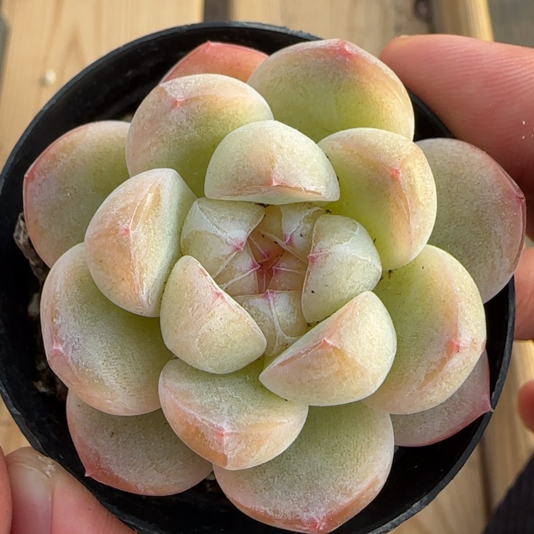 一物一拍糖心11148