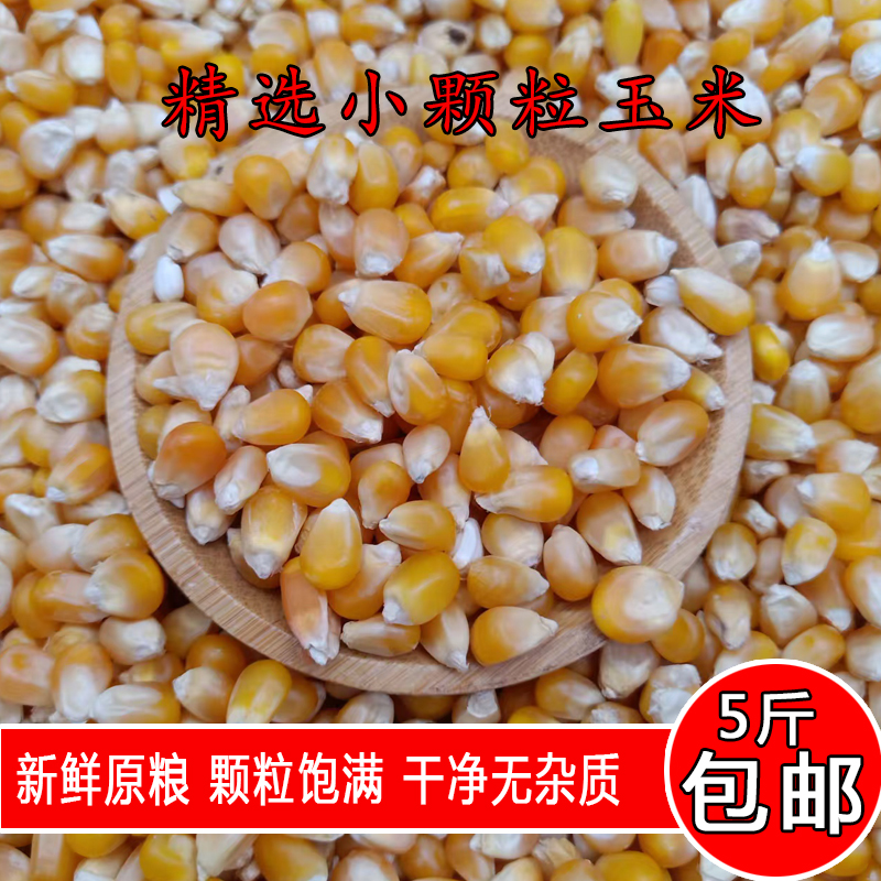 金冠鸽粮精品小颗粒玉米5斤装