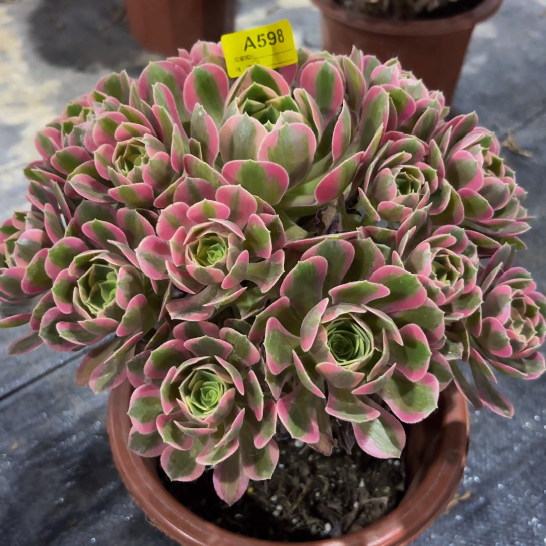 无花朵598粉女郎法师多肉植物