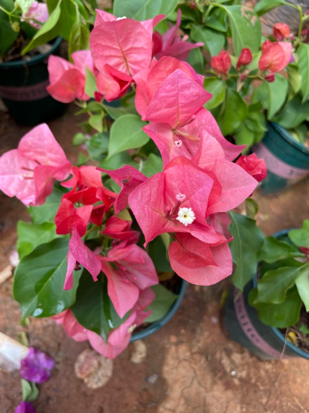 不甜西瓜三角梅花卉运输会掉花落叶微断枝会光杆介意勿拍