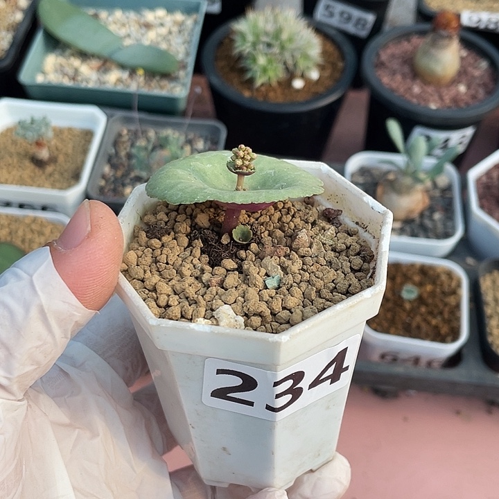 哥***狗234小雨伞块根植物