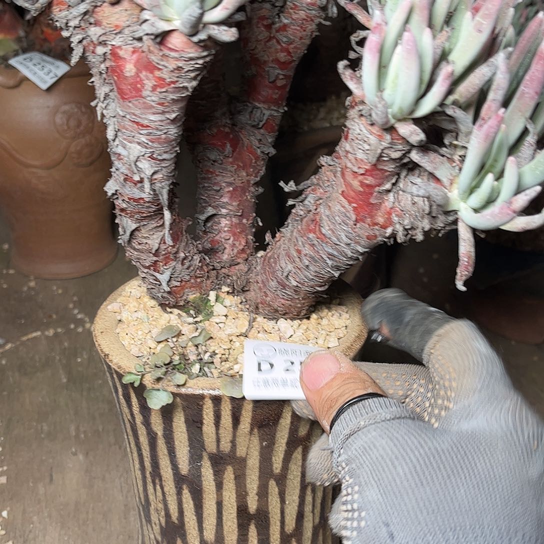 2538白鹭仙女杯多肉