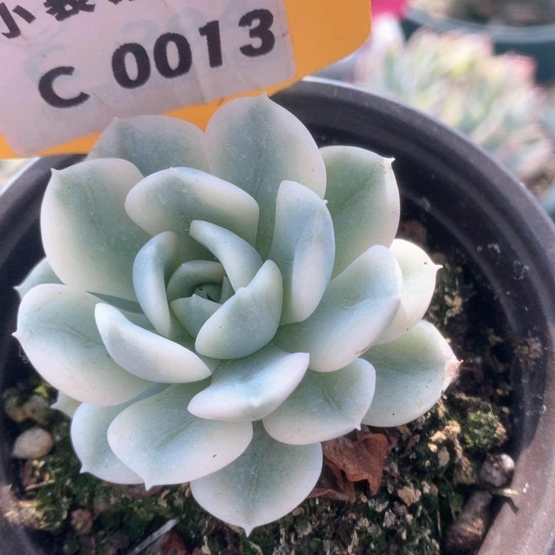 013月亮仙子锦锦锦锦锦