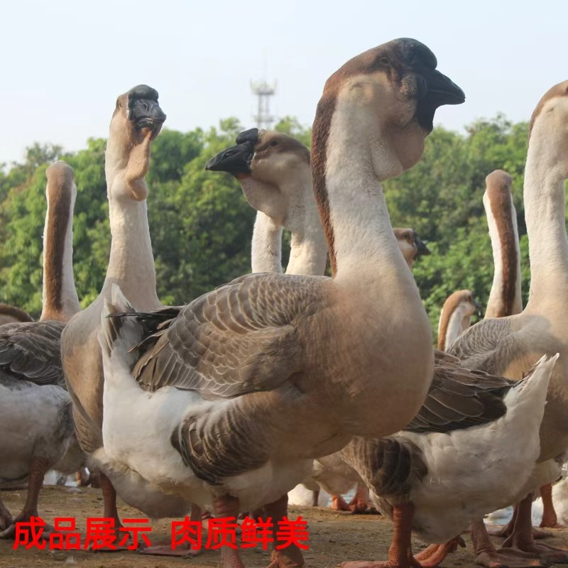 3号链接： 一斤左右肉质鲜美 包邮到家