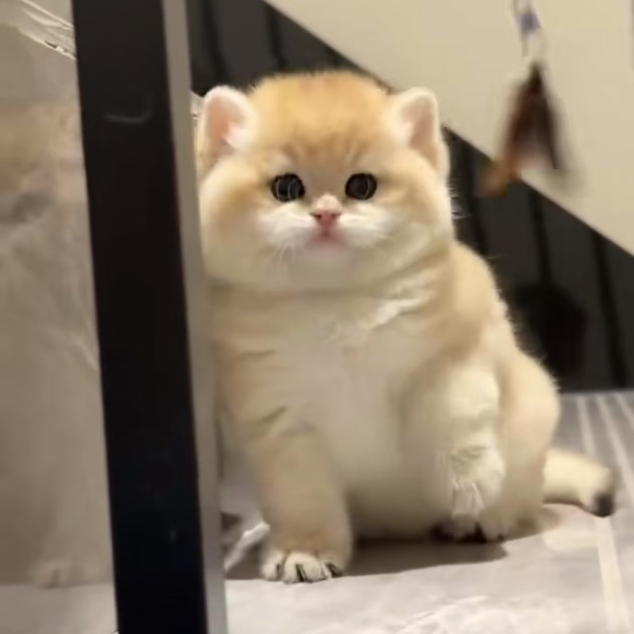 【京城耶耶卷猫舍】全品种通用