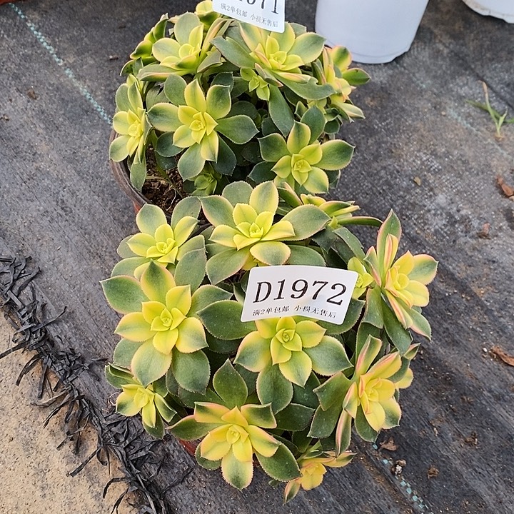 1972、71艳日辉多肉2颗发货叶片有黑斑