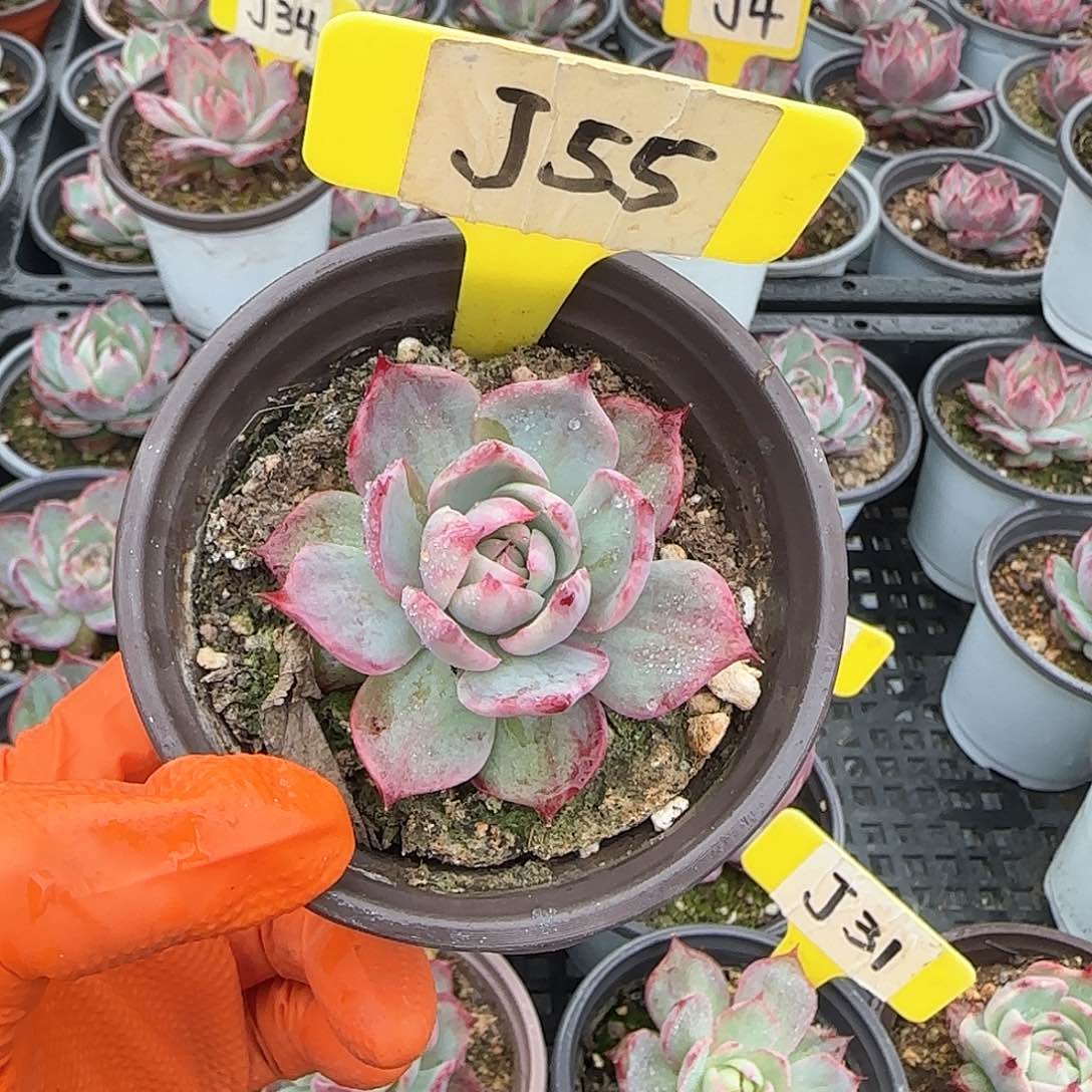 大***货J55惊鸿单头多肉