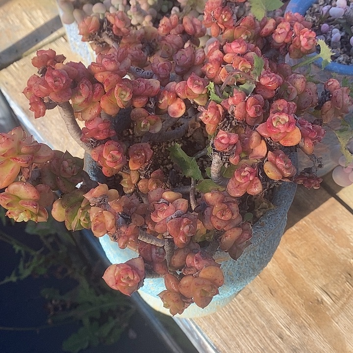 下***@胭脂精品多肉888888