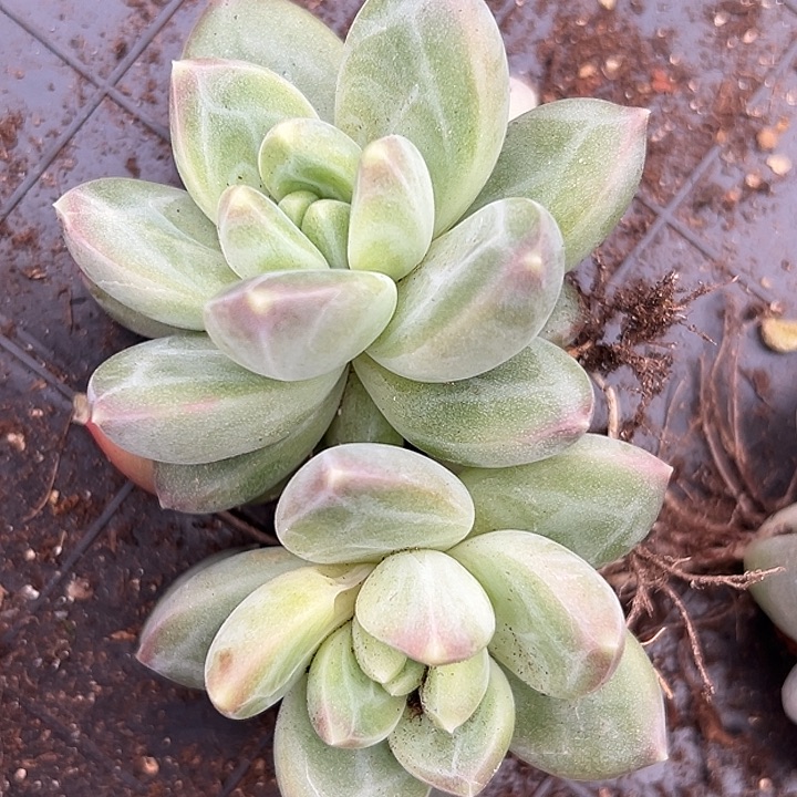 美人杂交特价一物一拍