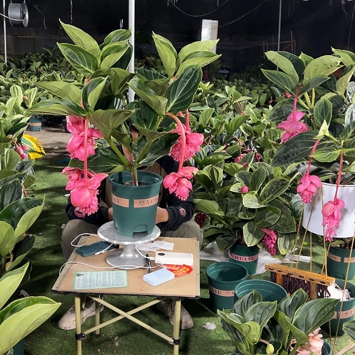 小****少量花朵（建议范围：2朵-5朵 或40%以下）