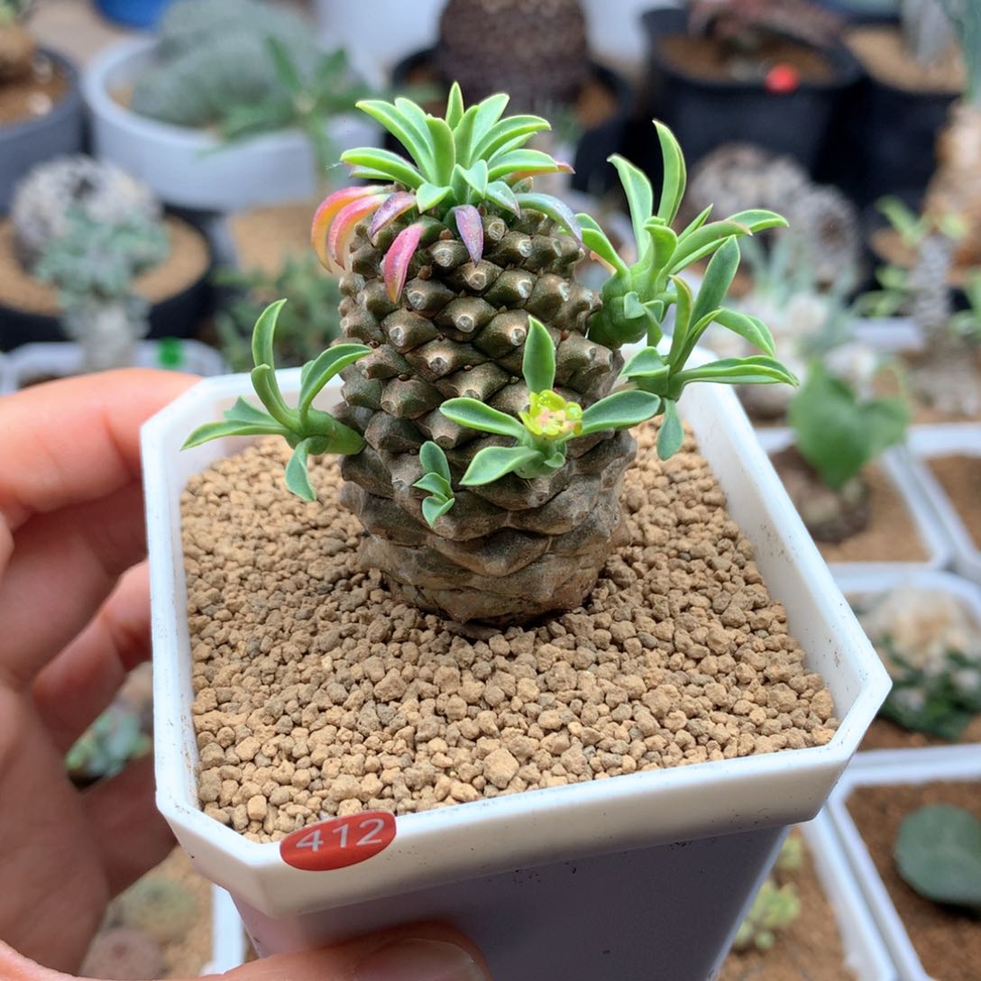 412号铁甲麒麟多肉带盆