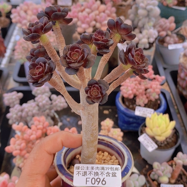 黑法师有砍096多肉植物