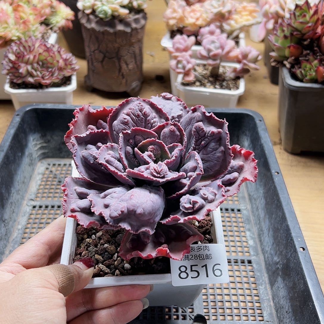 9号我们的确是一8516