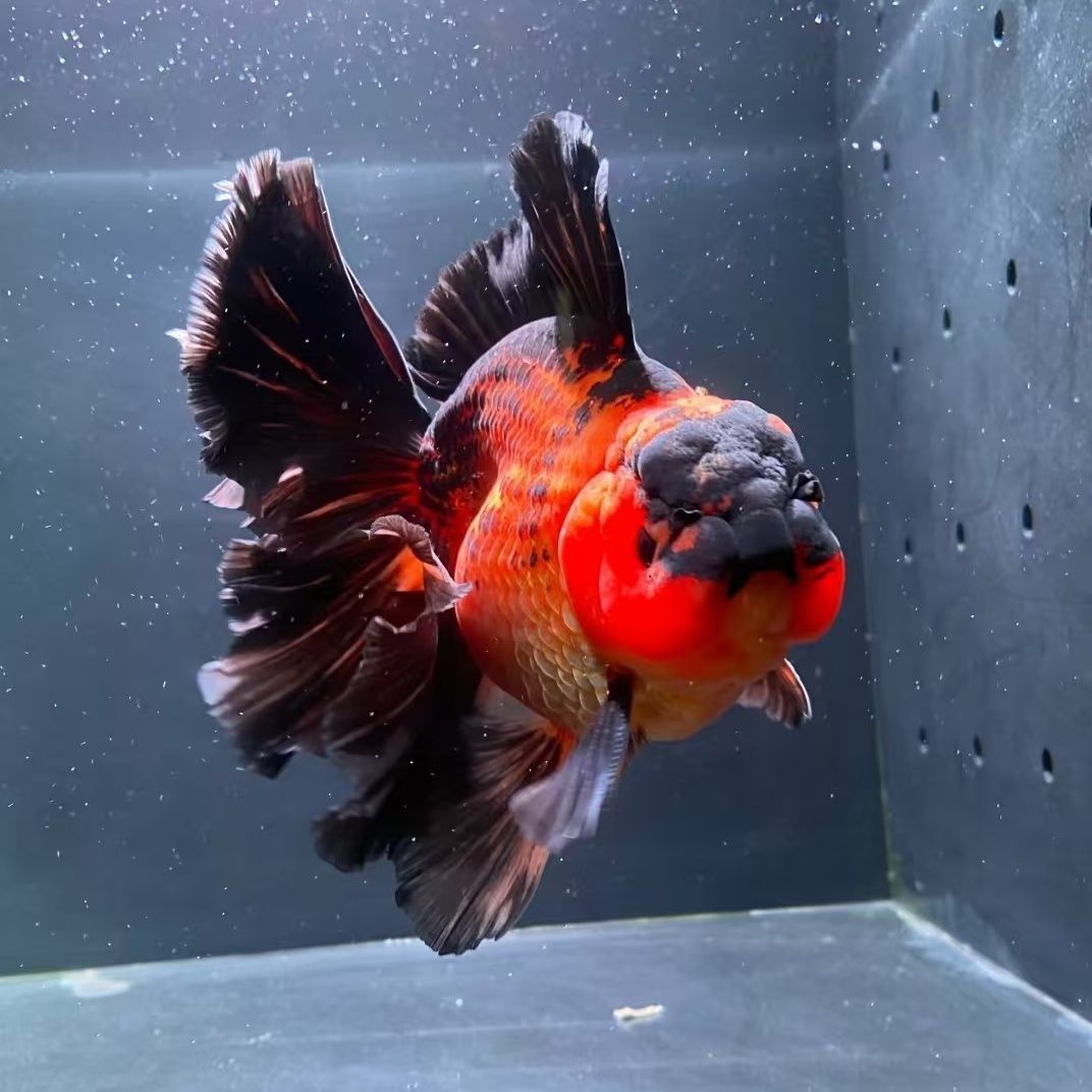 （满30包邮，收到货请录开箱视频，无视频无售后）观赏鱼泰狮元宝蓝寿