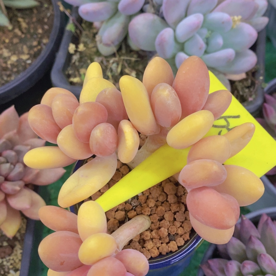 开心多肉，一物一拍，一单包邮，满5给1