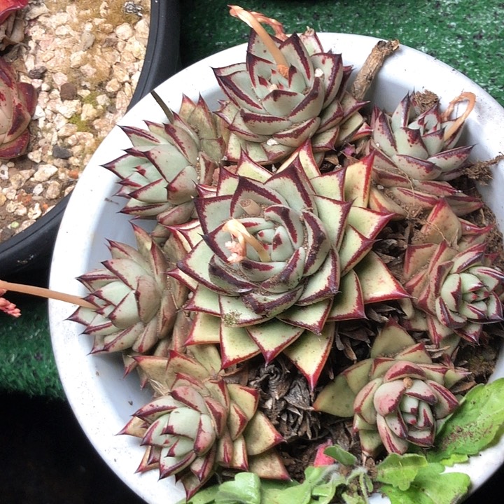 乔***觉37//////////////////