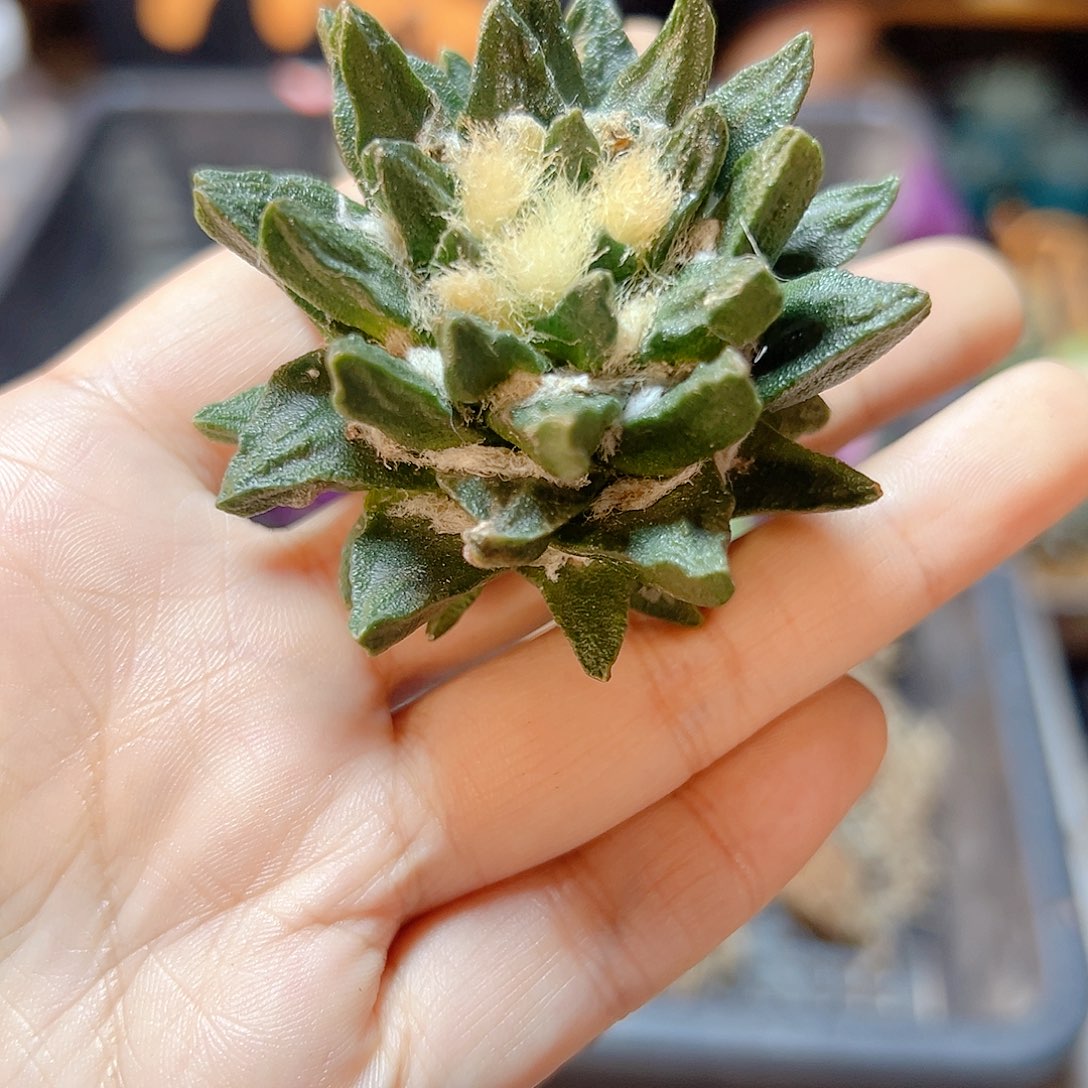 晚8号苗接龙角牡丹无根5.5公分