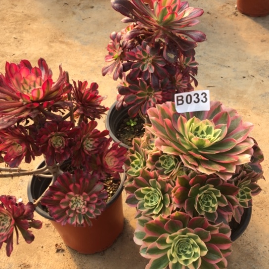 法师多肉植物南**落法师033