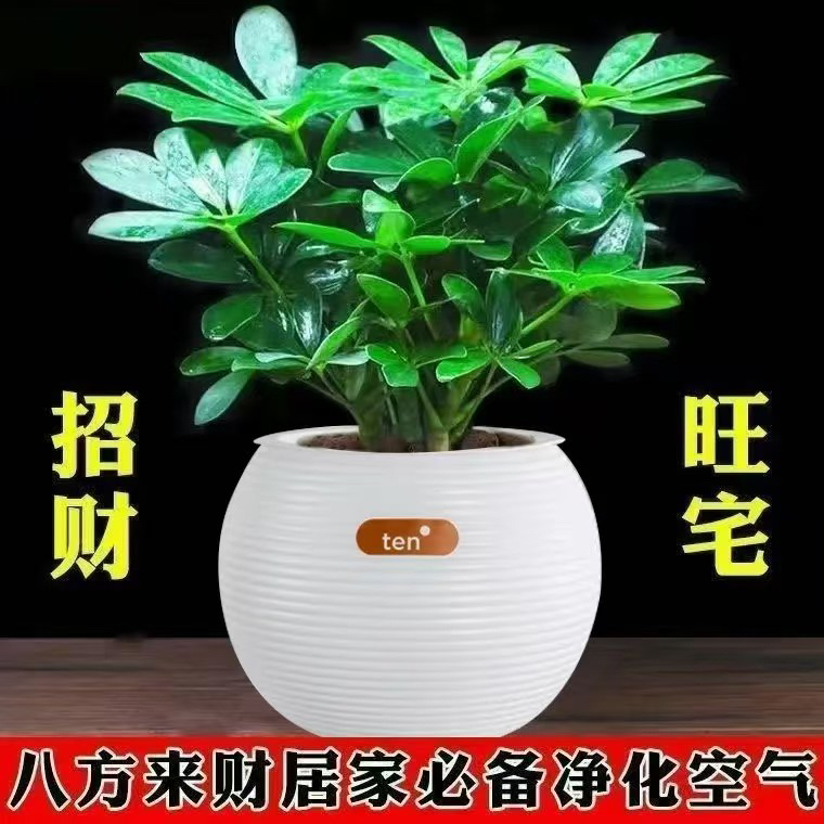 【老杨】八方来财鸭脚木盆栽四季常青室内桌面绿植物水培花卉发财树