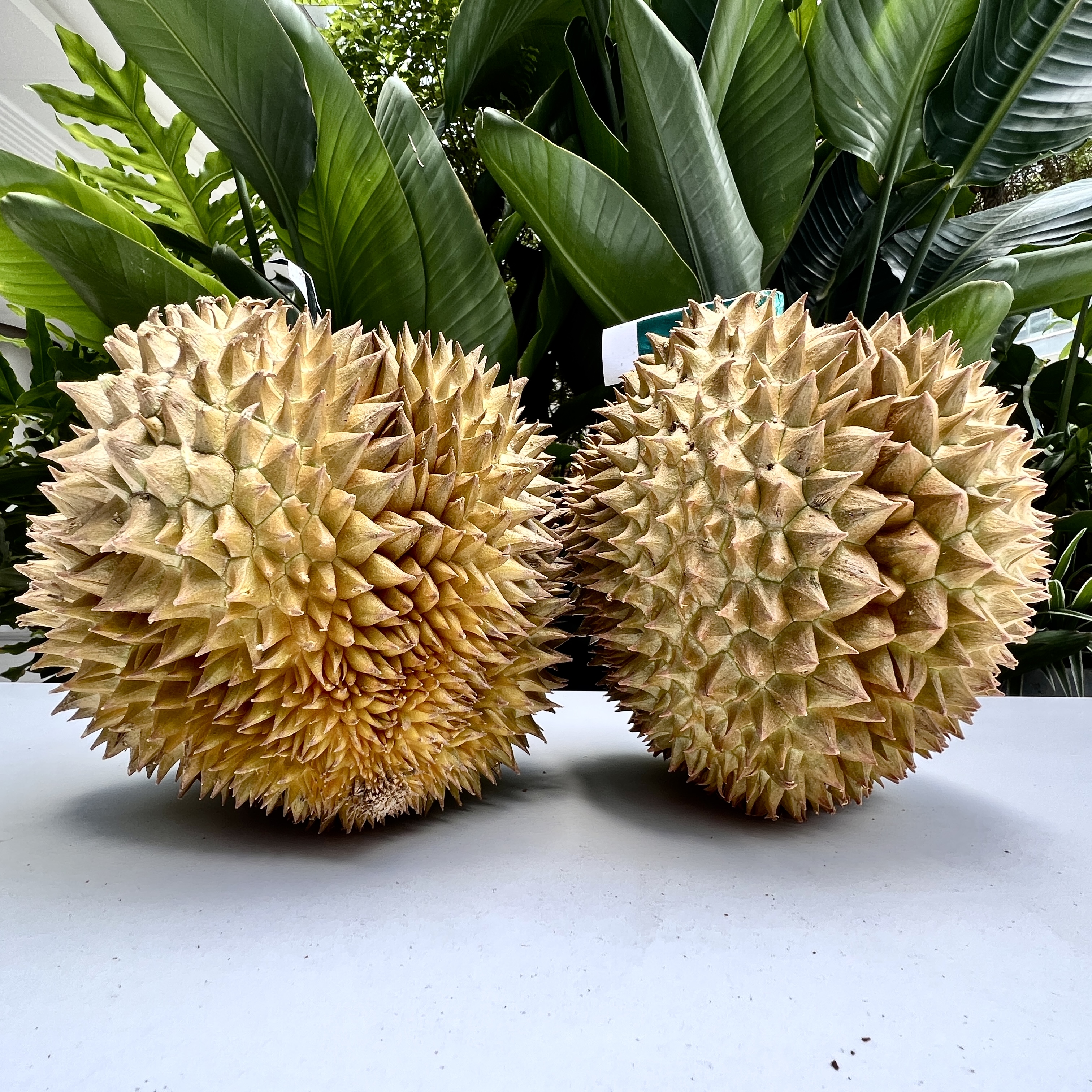 金枕2颗【5-5.2斤整果】树上熟/新鲜榴莲/香甜软糯/核小金枕泰国