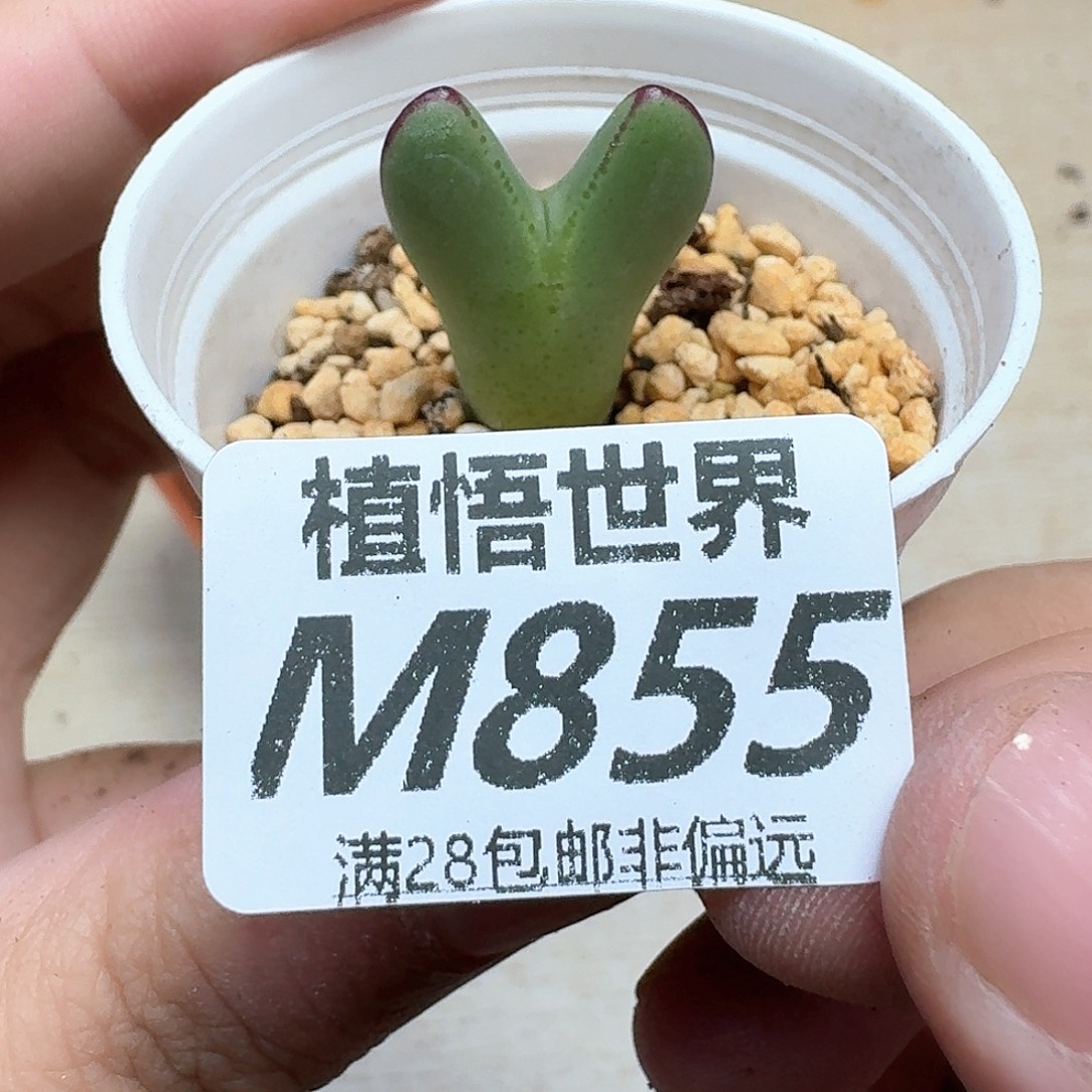 多肉植物的润泽地法