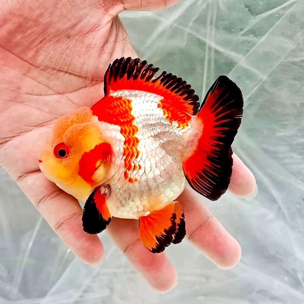 玛丽兰寿金鱼冷水观赏鱼苗活体好养耐活适合当水族宠物