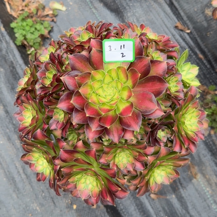 韶华多肉植物绿植2