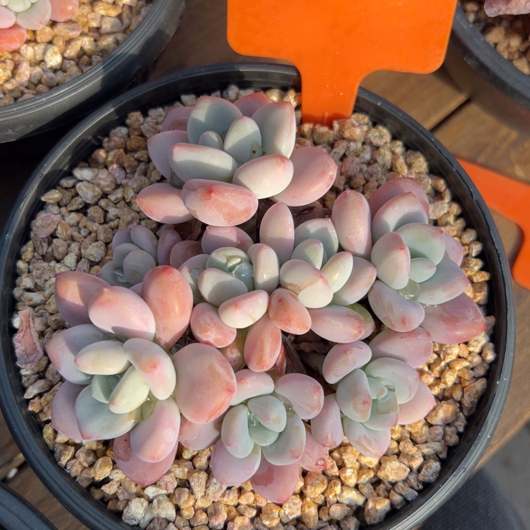 红洛神1111111111111