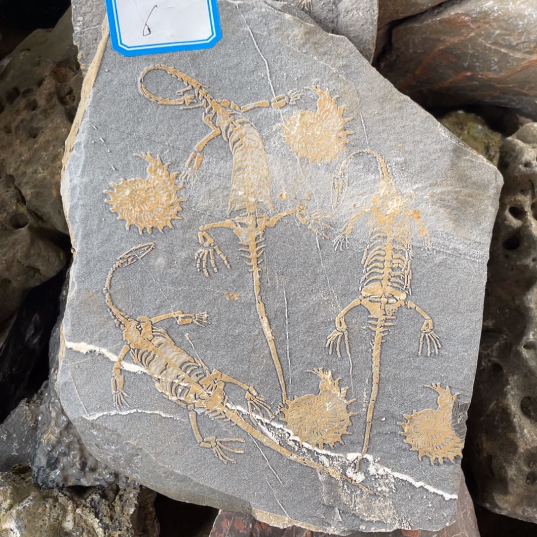 石材6666666666666666