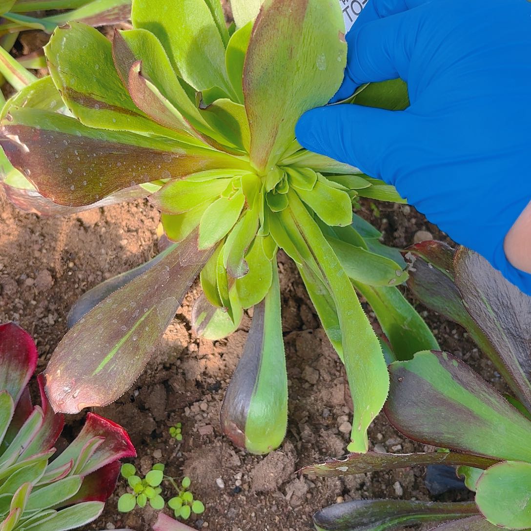 花斑路多肉植物54园艺