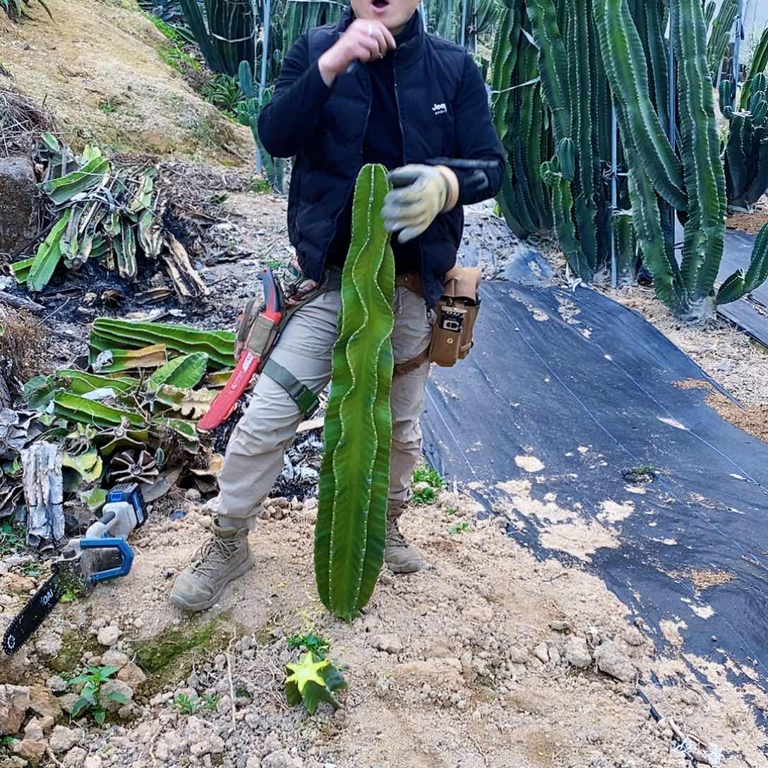 秘鲁苹果高度110厘米左右无根