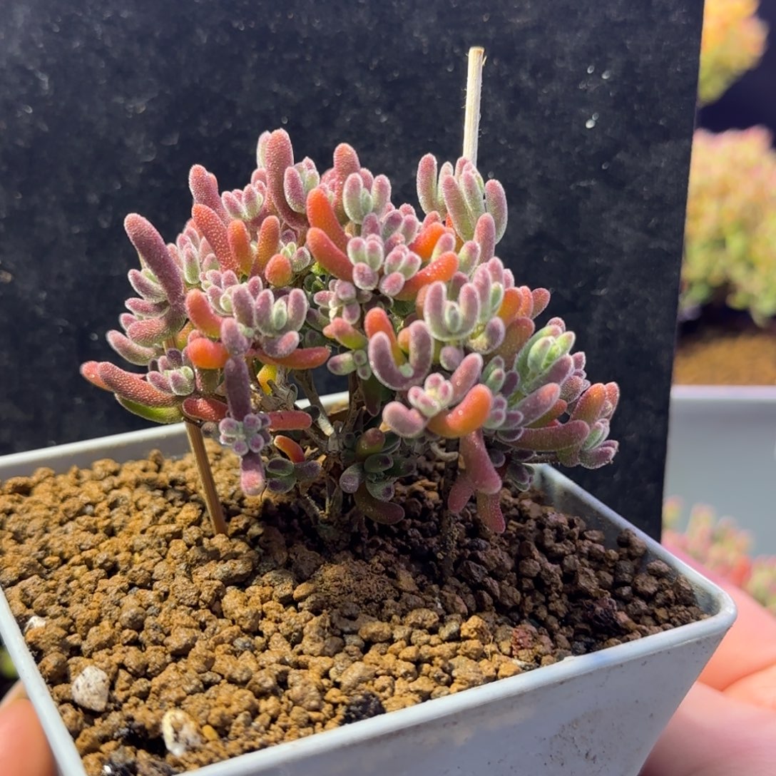 dy096精控荔枝直杆三岔