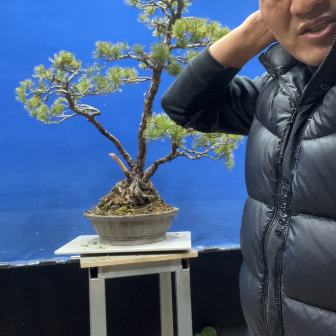 青***）无花朵888888888888