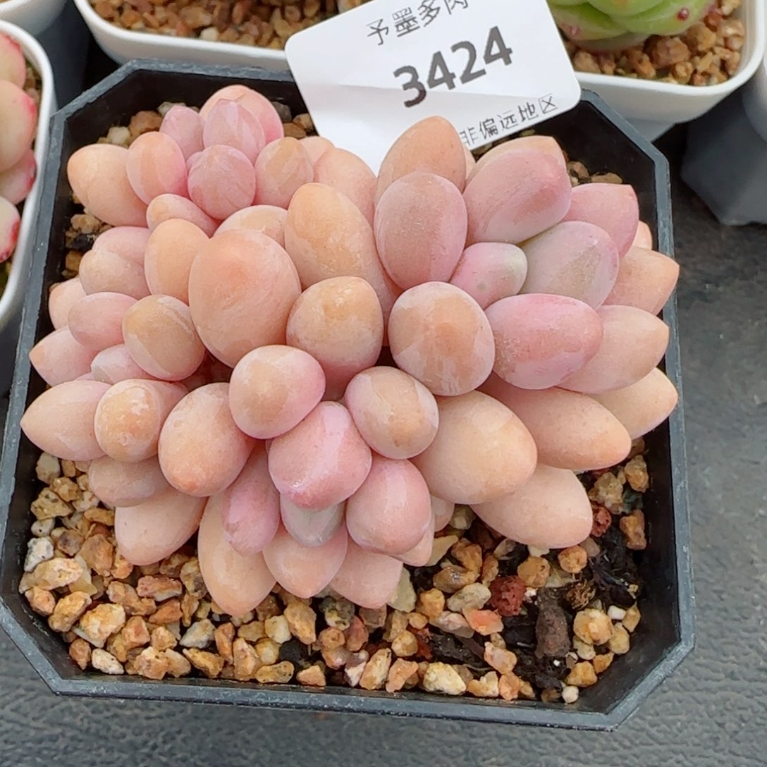 汤圆无砍，3424多肉植物