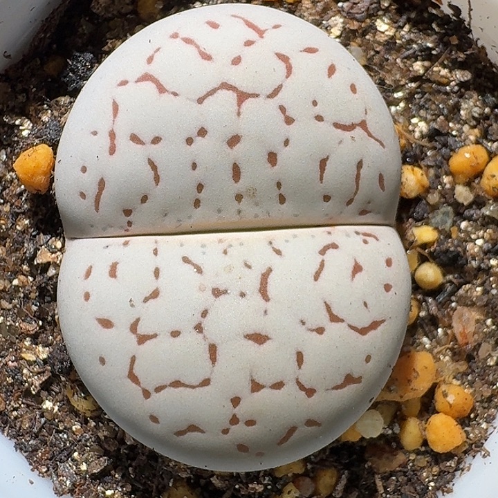 生石花111111。  179