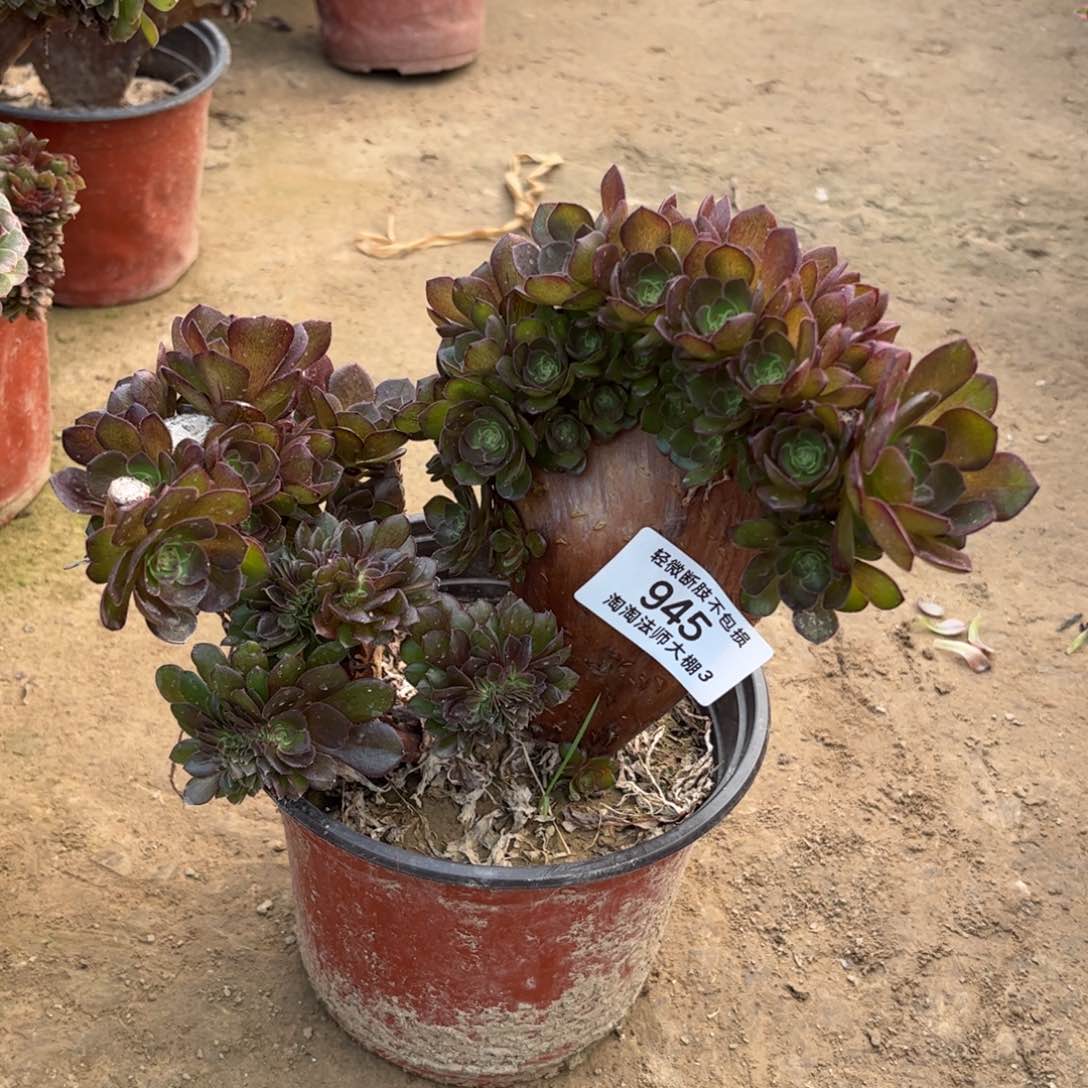 945桃花石多肉植物有砍朵朵