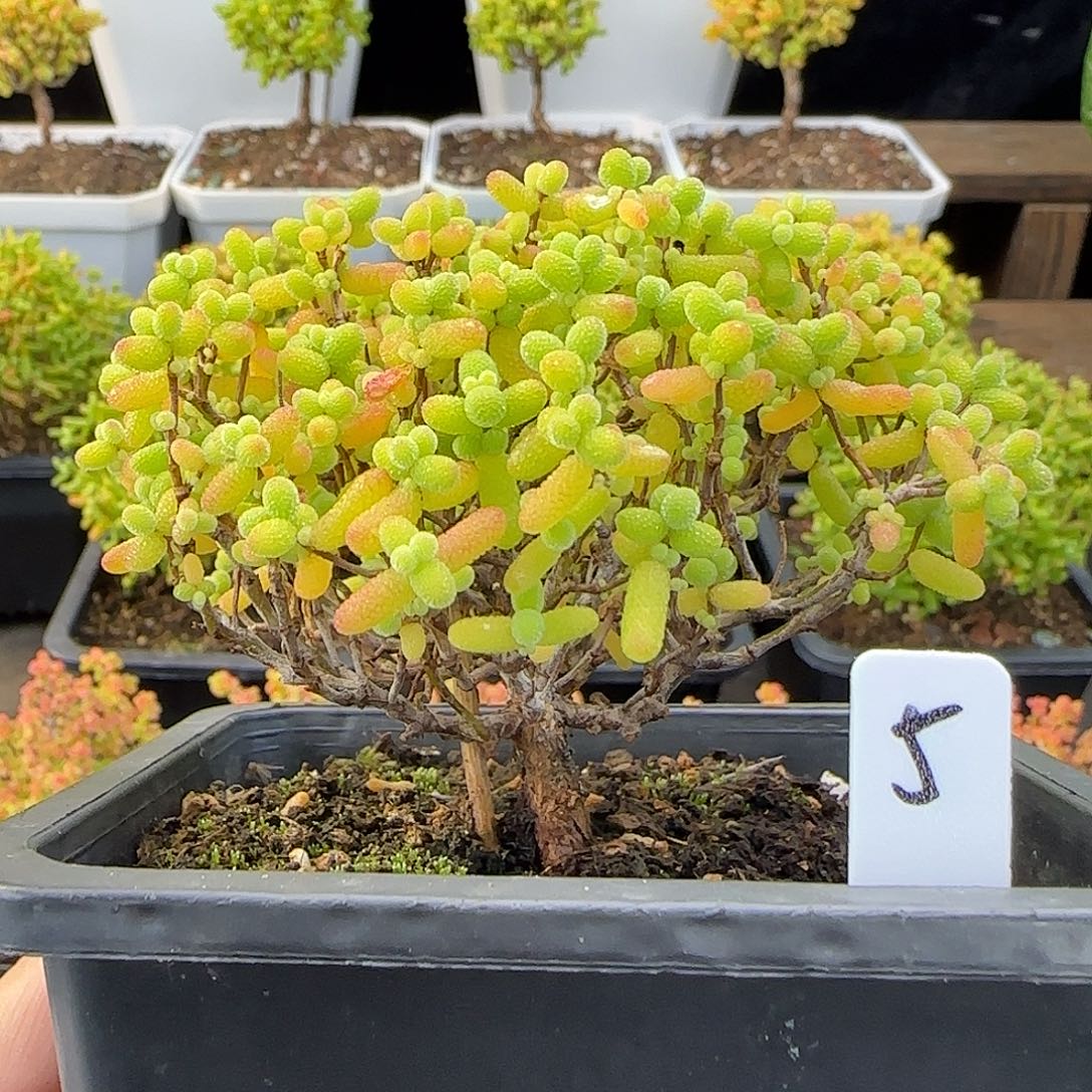 金桔糖球一物一拍